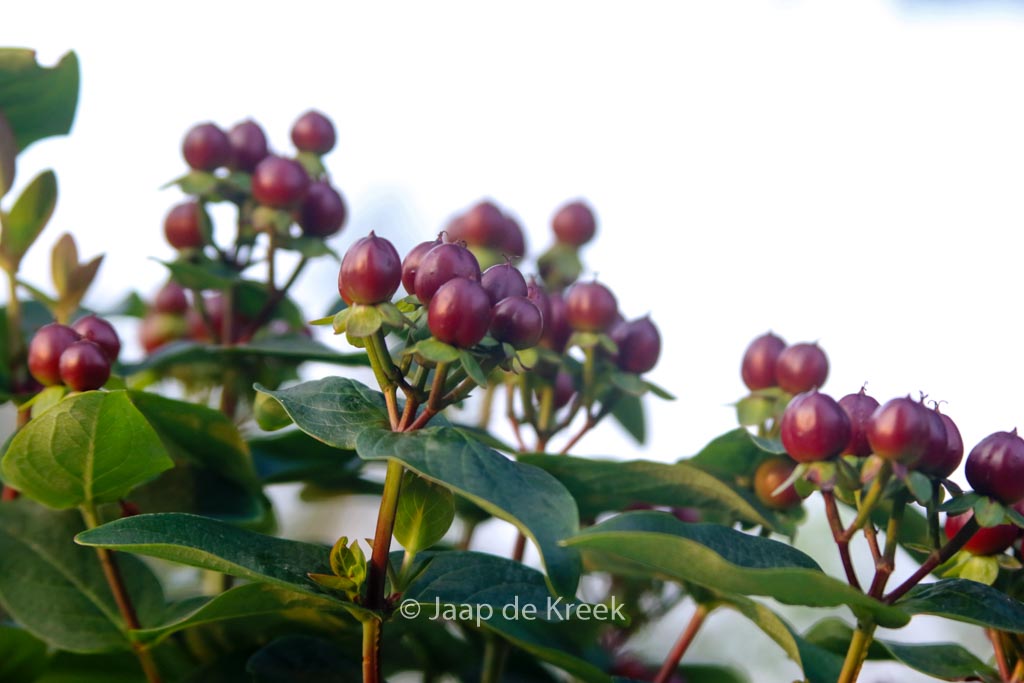 Hypericum ‚Allmarvel‘ (MIRACLE MARVEL)