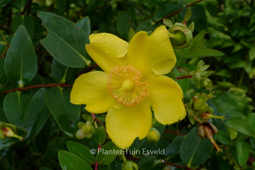 Hypericum ‚Hidcote‘
