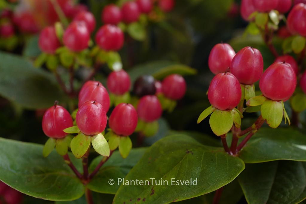 Hypericum ‚Miracle Attraction‘
