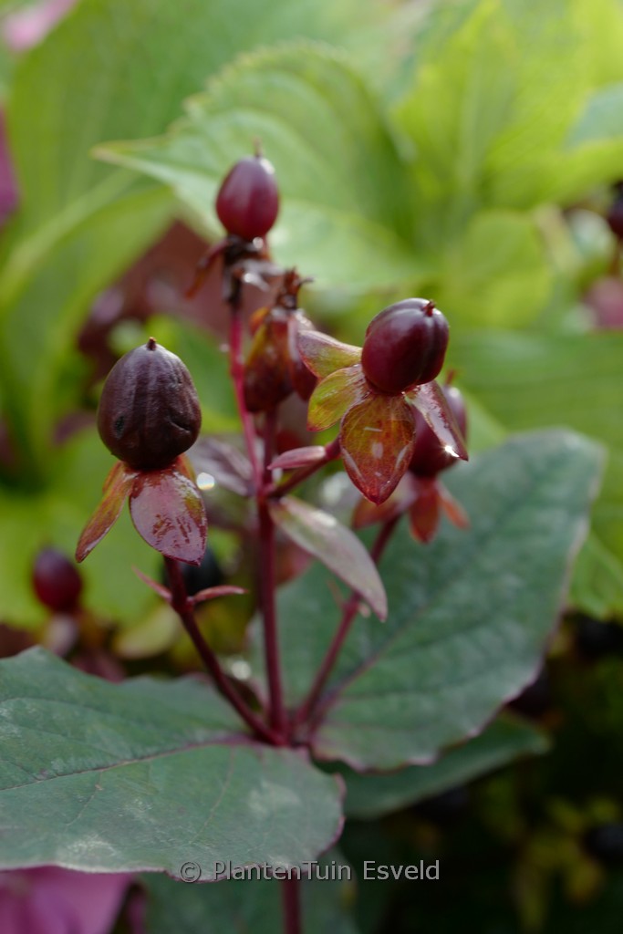 Hypericum ‚Miracle Night‘
