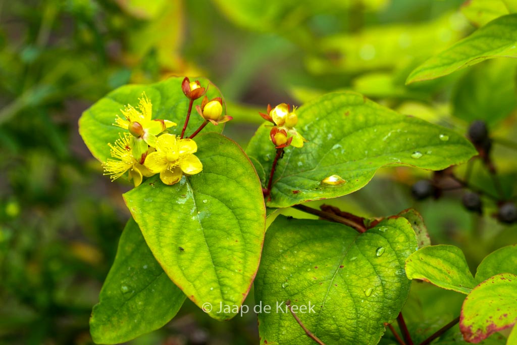 Hypericum androsaemum