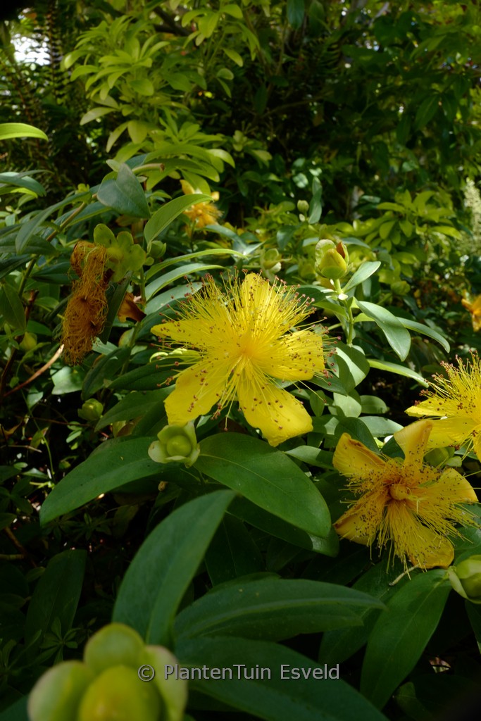 Hypericum calycinum