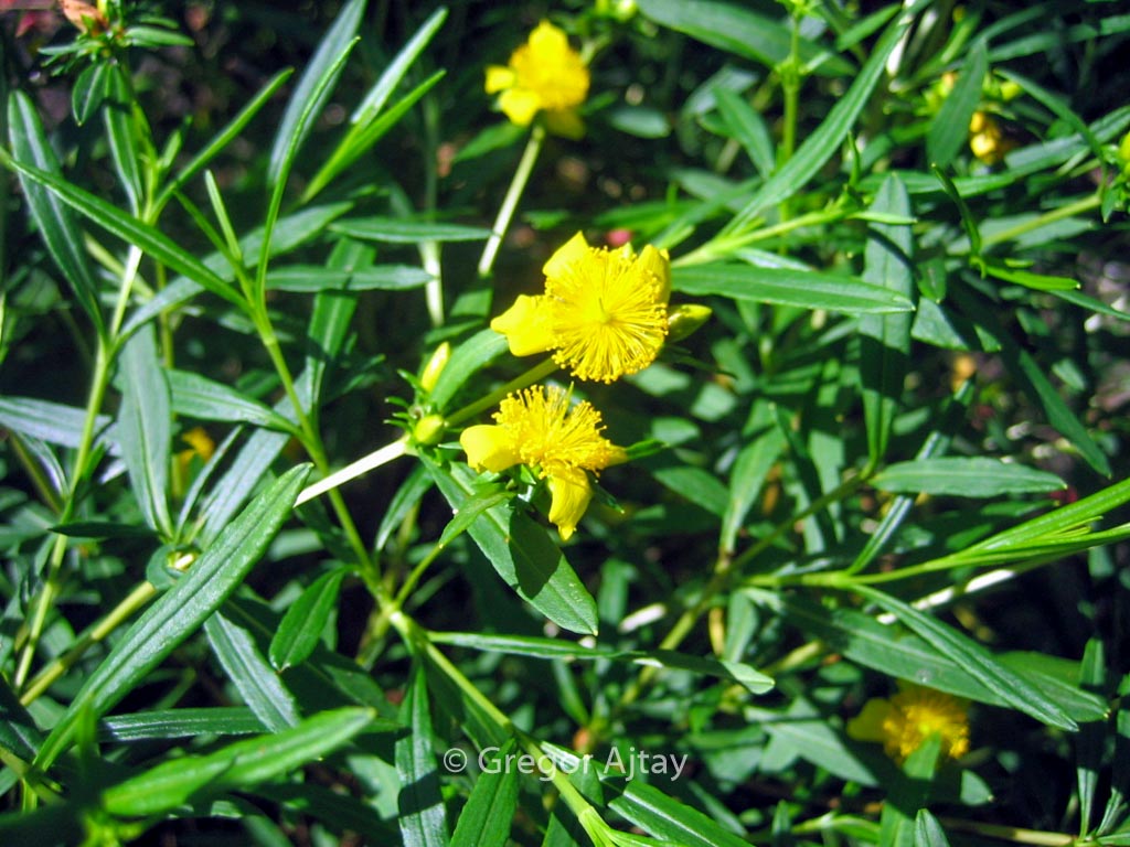Hypericum densiflorum ‚Buttercup‘