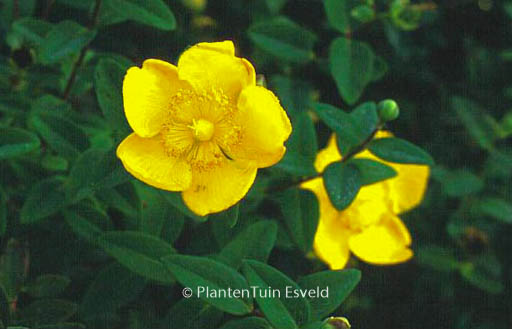 Hypericum dummeri ‚Peter Dummer‘