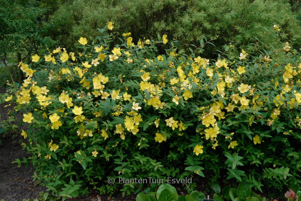 Hypericum inodorum ‚Elstead‘