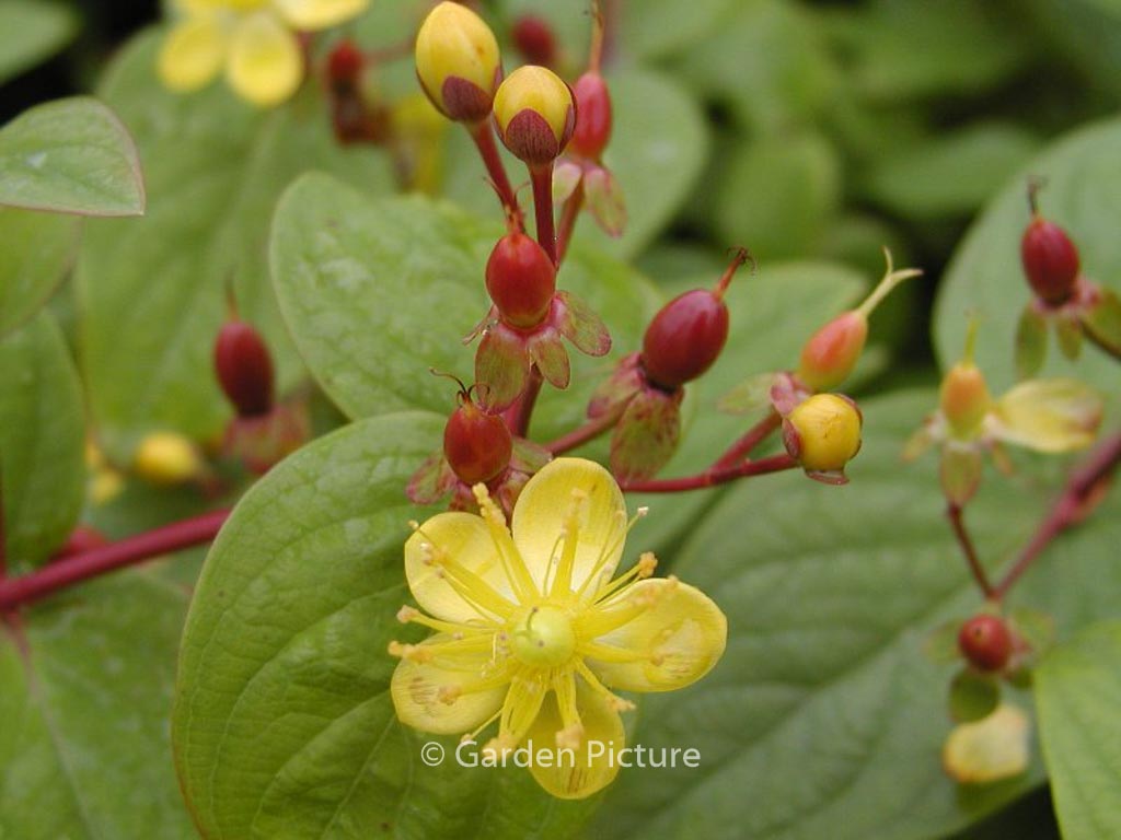 Hypericum inodorum ‚Rheingold‘