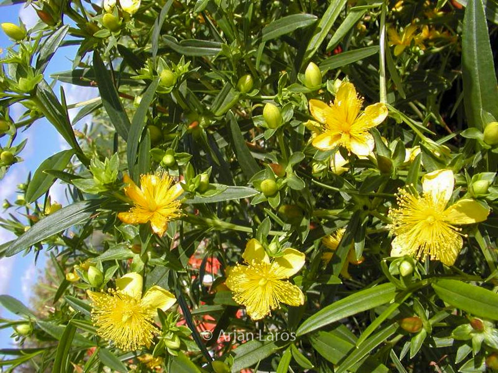 Hypericum kalmianum ‚Gemo‘
