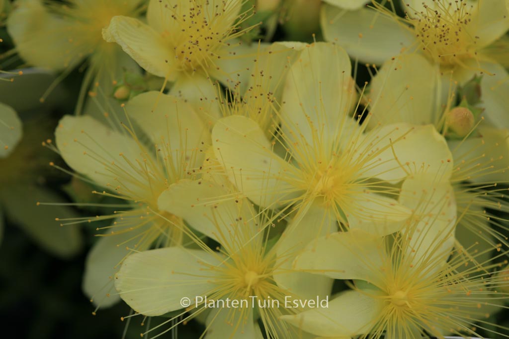 Hypericum olympicum ‚Citrinum‘
