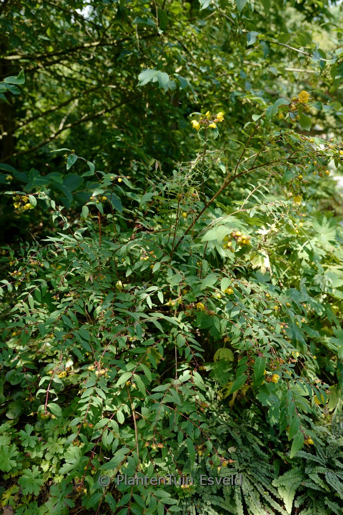 Hypericum tenuicaule