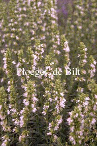 Hyssopus officinalis ‚Albus‘