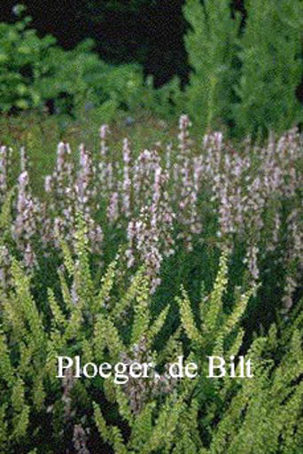 Hyssopus officinalis ‚Roseus‘