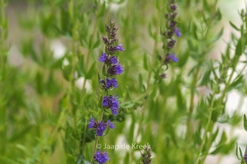 Hyssopus officinalis