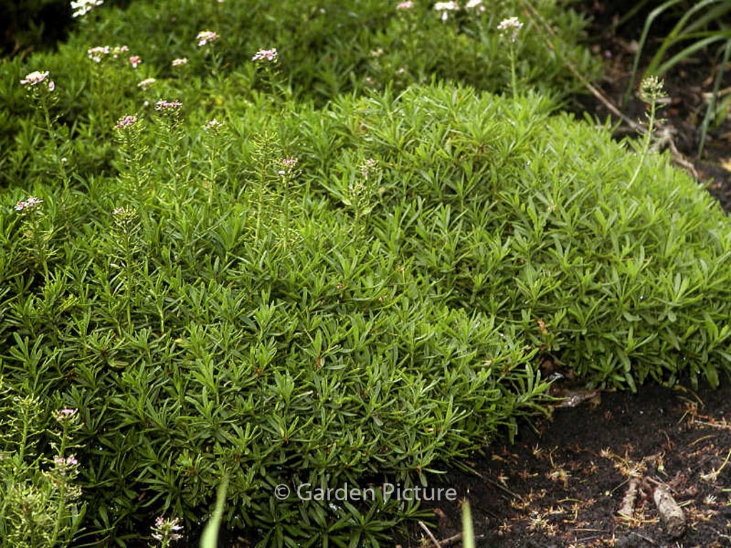 Iberis sempervirens ‚Appen-Etz‘