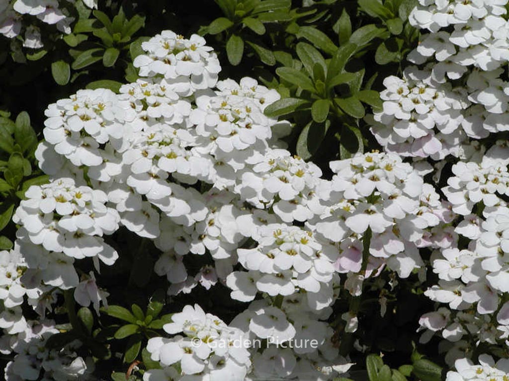 Iberis sempervirens ‚Findel‘