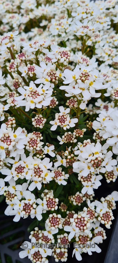 Iberis sempervirens ‚Fischbeck‘