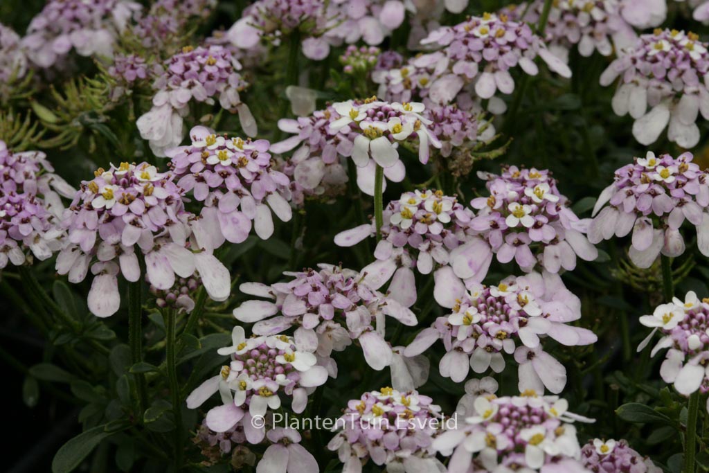 Iberis sempervirens ‚Pink Ice‘