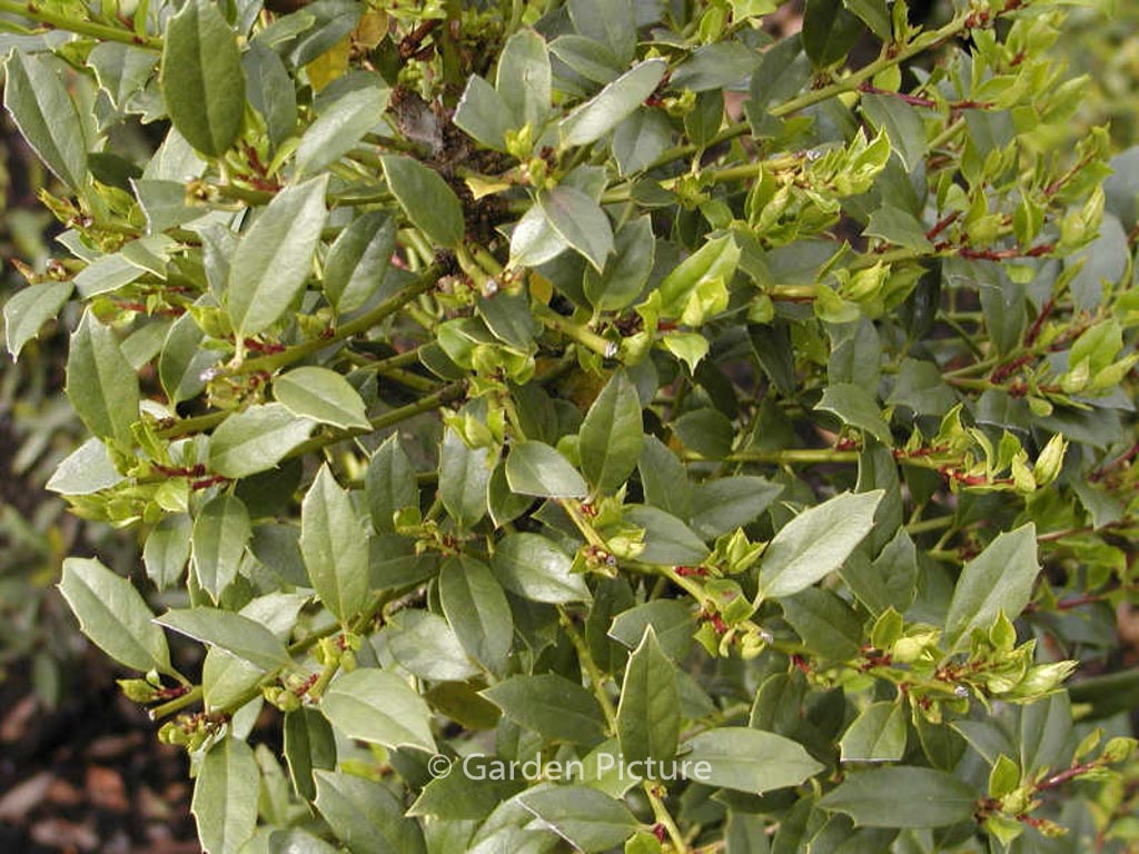 Ilex ‚Albert Close‘