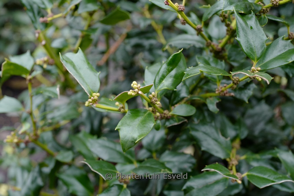 Ilex ‚Chinese Boy‘