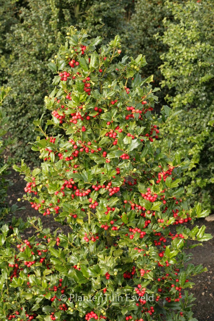Ilex ‚Chinese Girl‘