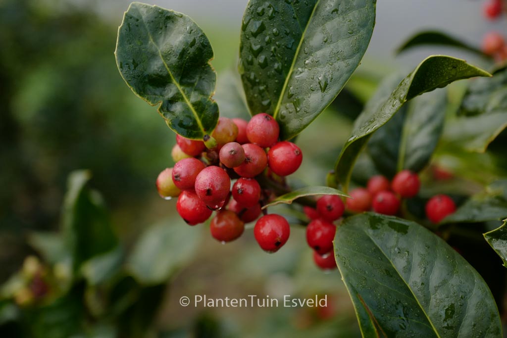 Ilex ‚Clusterberry‘