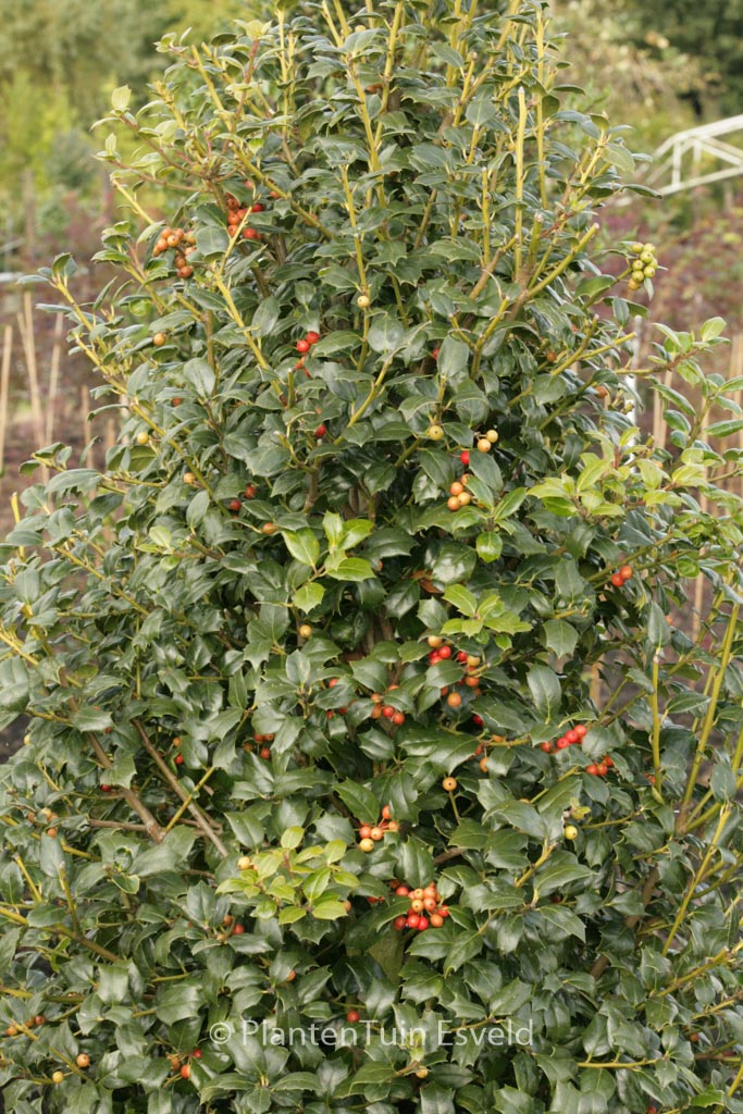 Ilex ‚Dr. Kassab‘