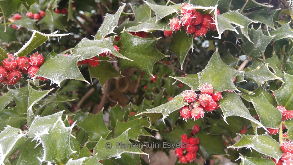 Ilex ‚Good Taste‘