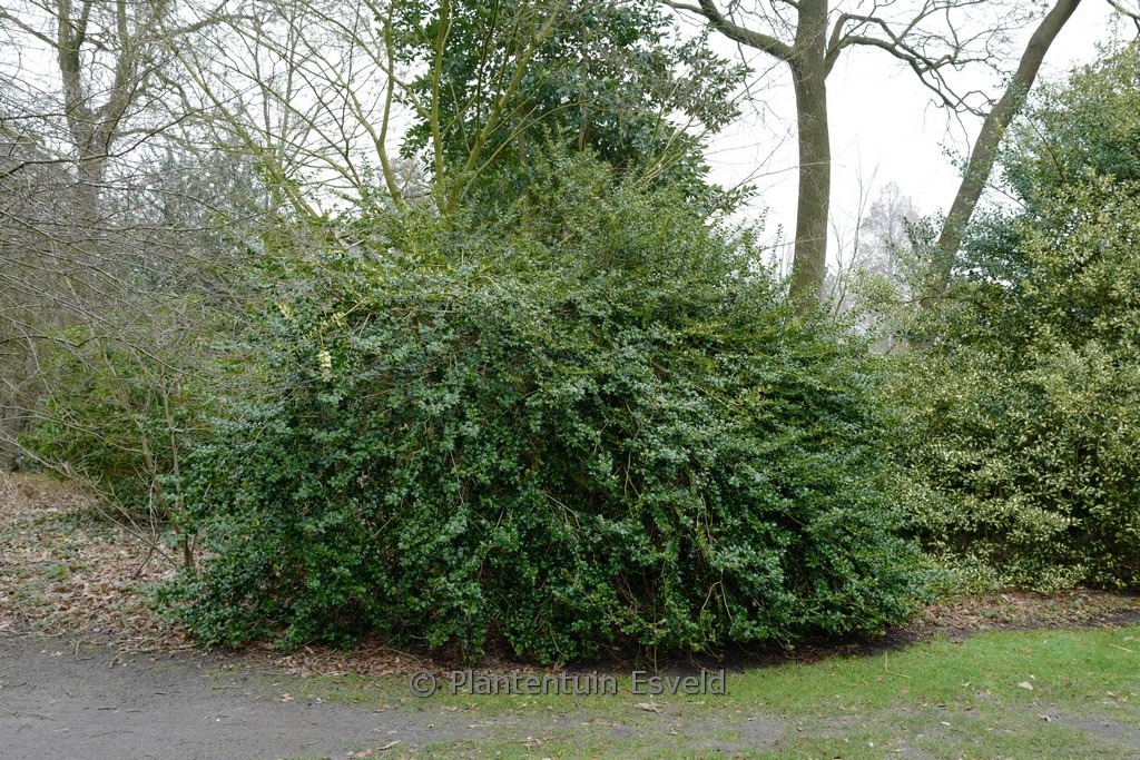Ilex ‚John T. Morris‘
