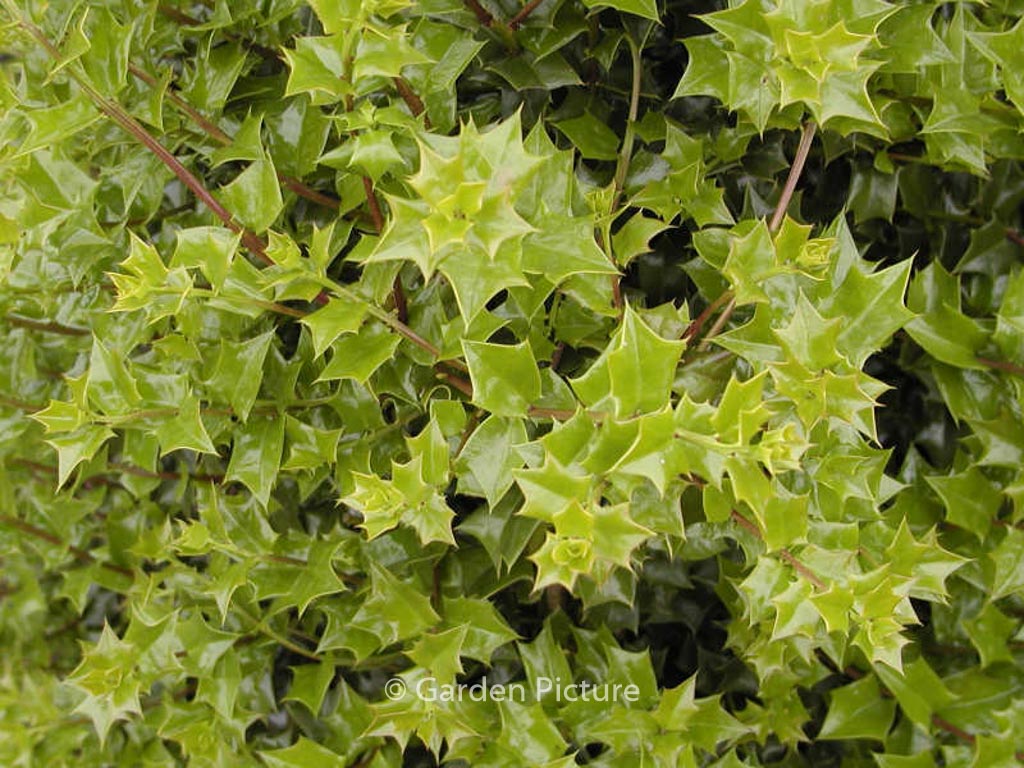 Ilex ‚Lydia Morris‘