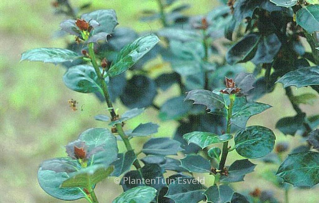 Ilex ‚Malcolm S. Whipple‘