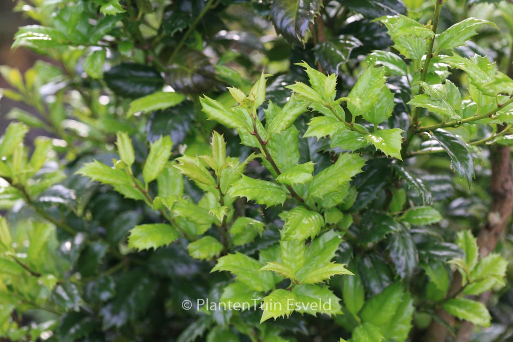 Ilex ‚Mary Nell‘
