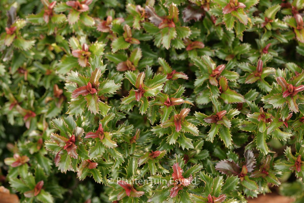 Ilex ‚Mondo‘ (LITTLE RASCAL)