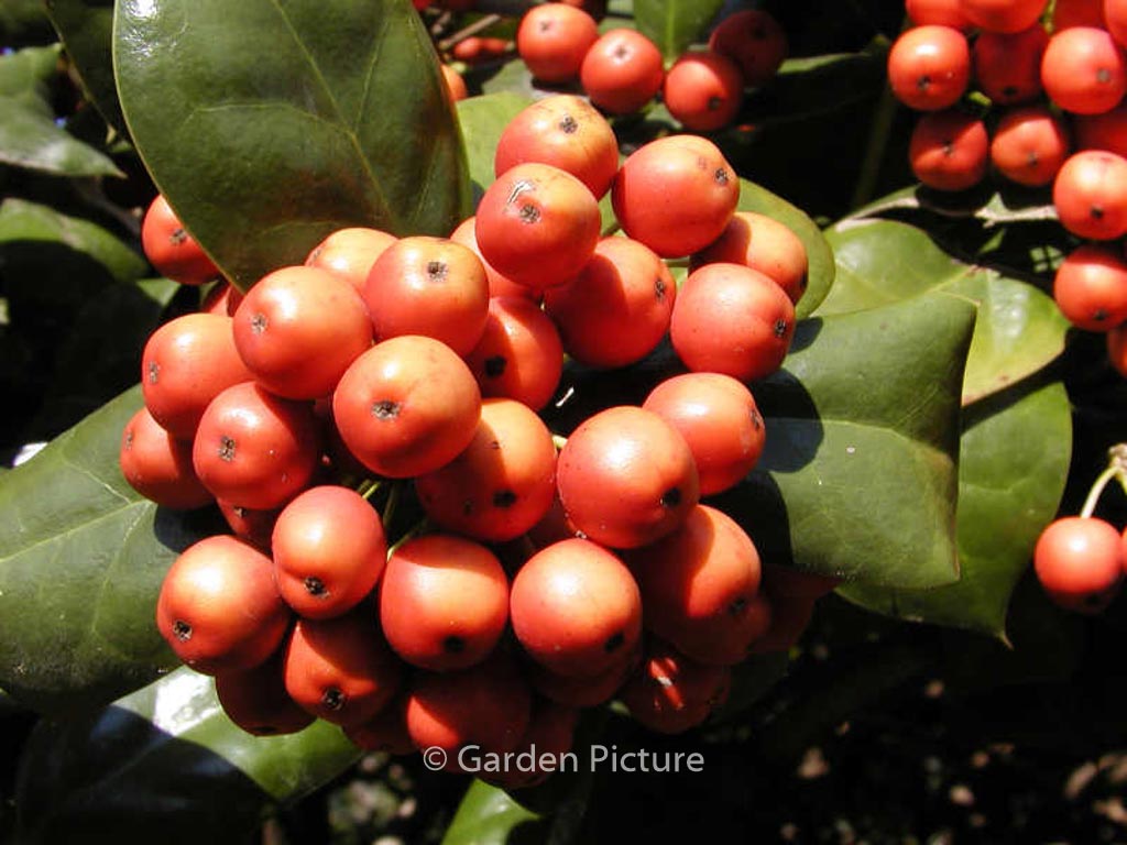 Ilex ‚Nellie R. Stevens‘