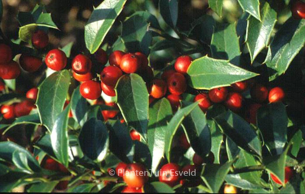 Ilex ‚September Gem‘