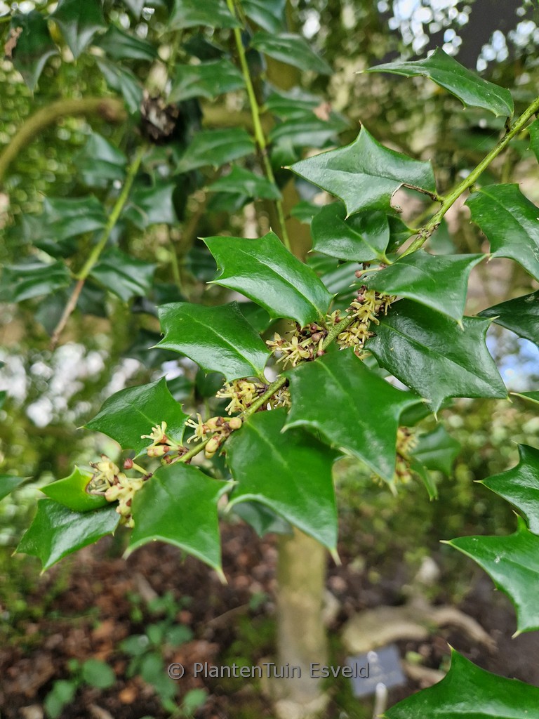 Ilex ‚Virgo‘