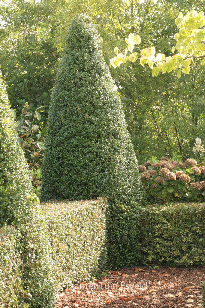 Ilex ‚Washington‘