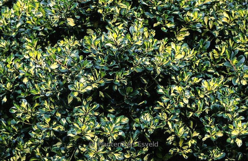 Ilex altaclarensis ‚Lady Valerie‘