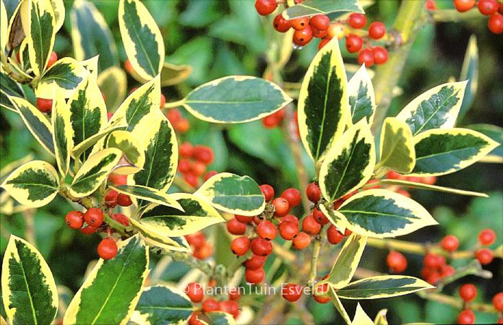Ilex altaclerensis ‚Belgica Aurea‘