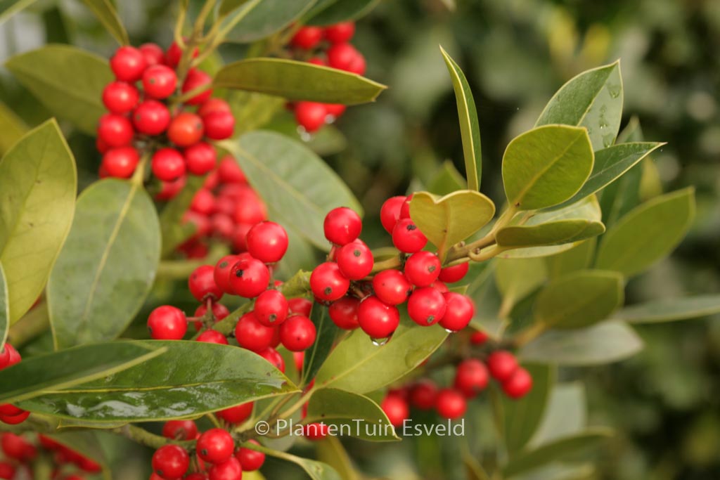 Ilex altaclerensis ‚Belgica‘