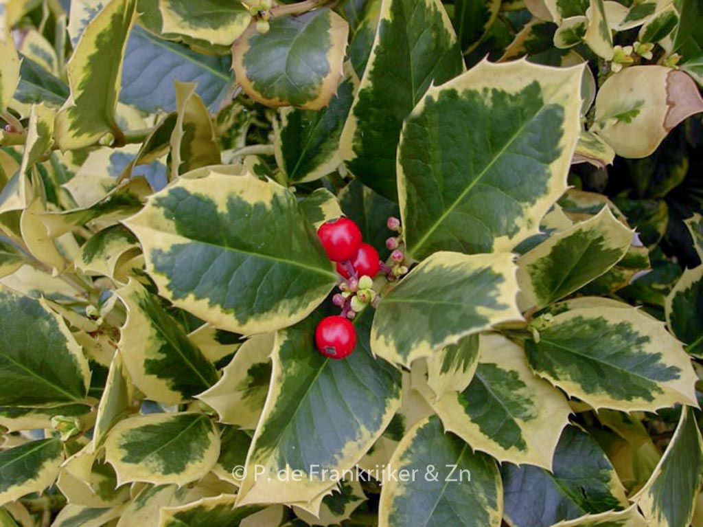 Ilex altaclerensis ‚Golden King‘