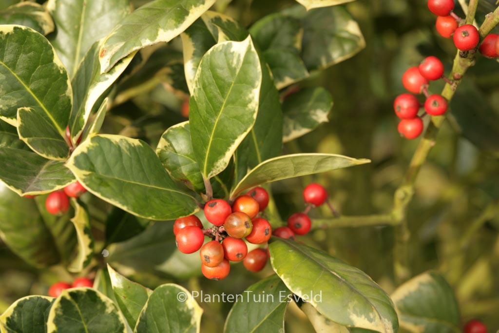 Ilex altaclerensis ‚Howick‘