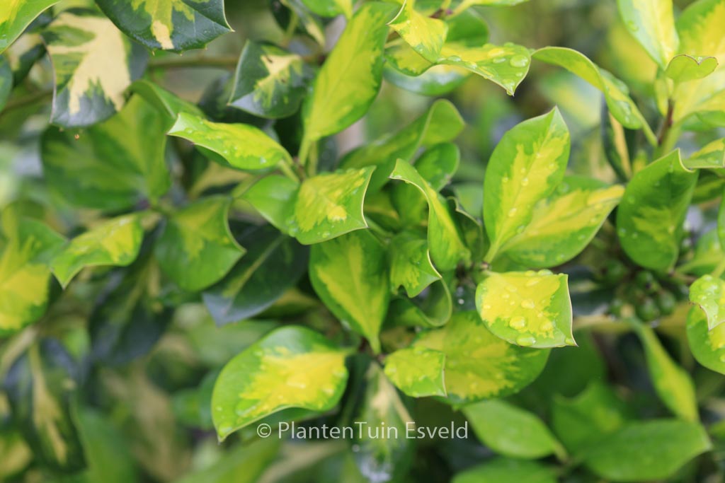 Ilex altaclerensis ‚Lawsoniana‘