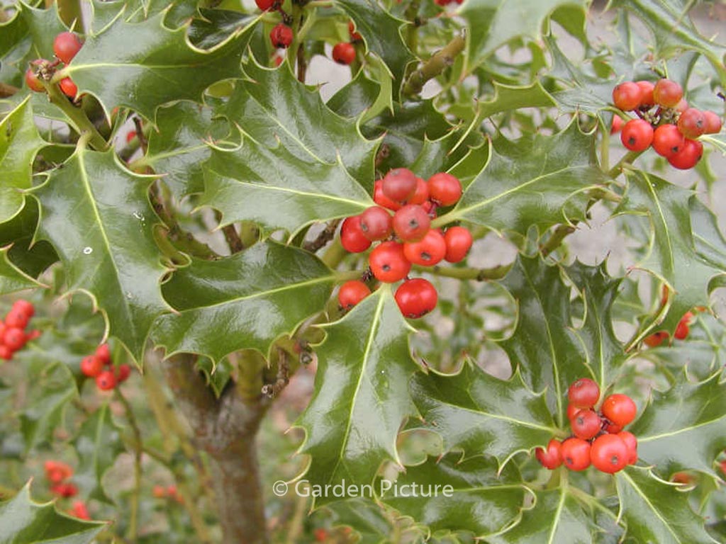 Ilex aquifolium ‚Alaska‘