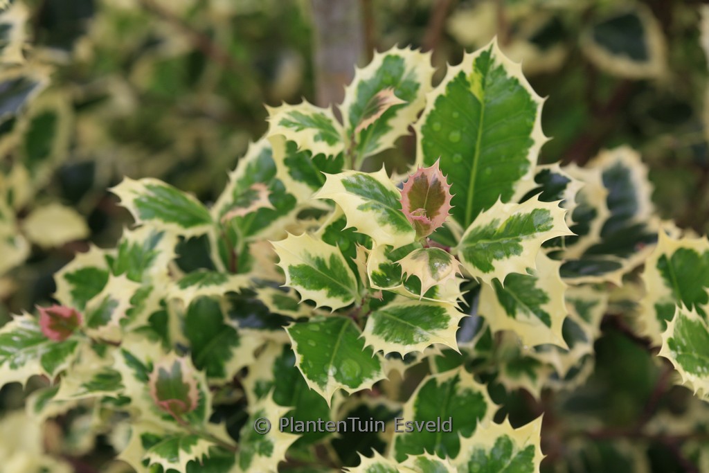 Ilex aquifolium ‚Angustifolia Marginata Aurea‘
