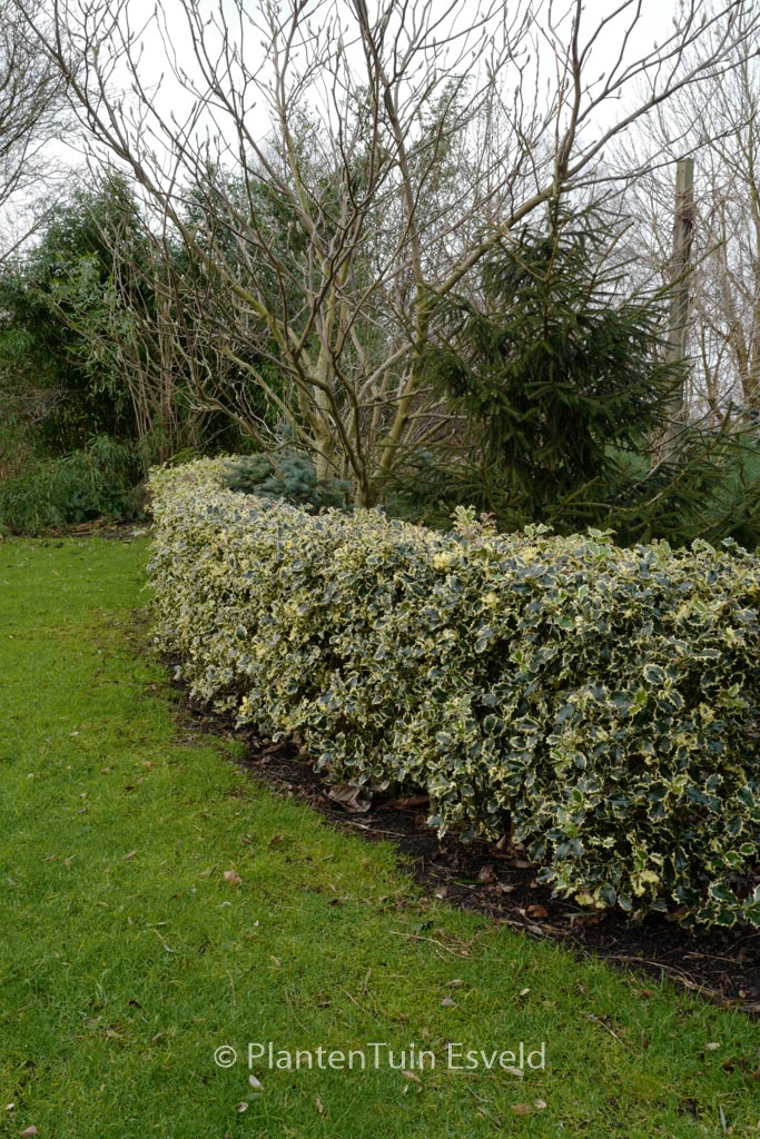 Ilex aquifolium ‚Argentea Marginata‘