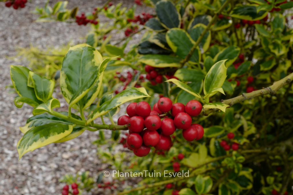 Ilex aquifolium ‚Aureomarginata‘