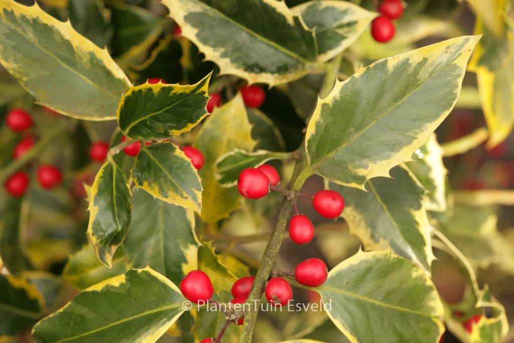 Ilex aquifolium ‚Aurifodina‘