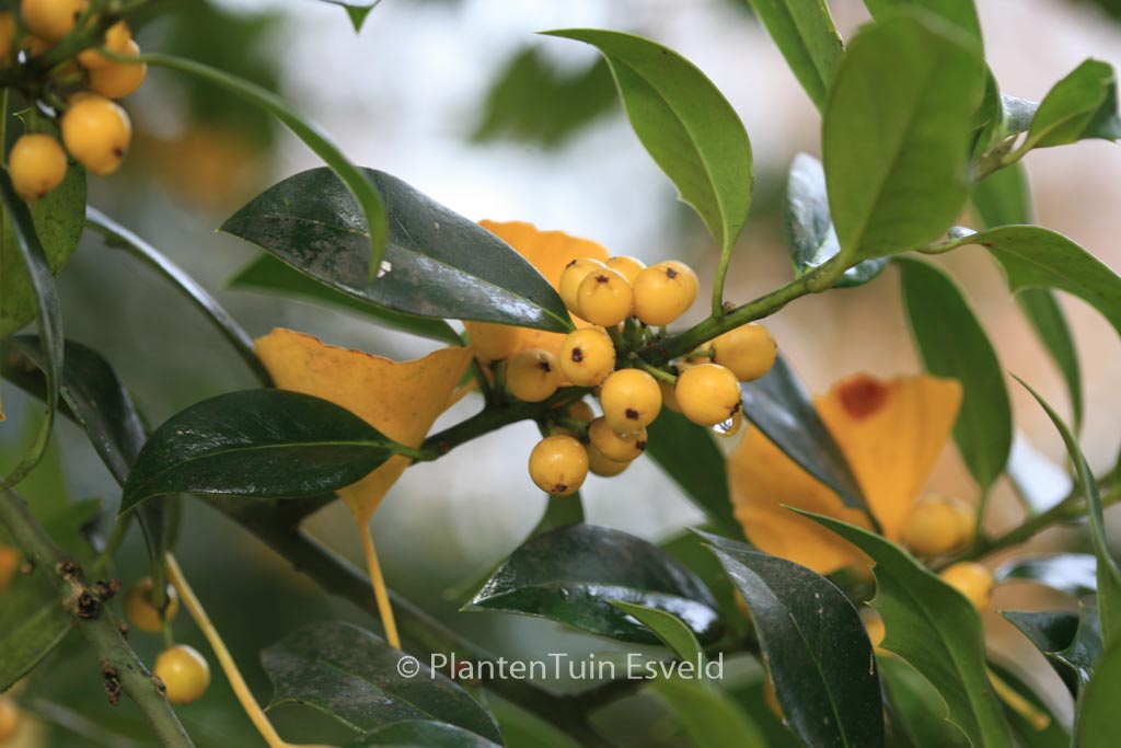 Ilex aquifolium ‚Bacciflava‘