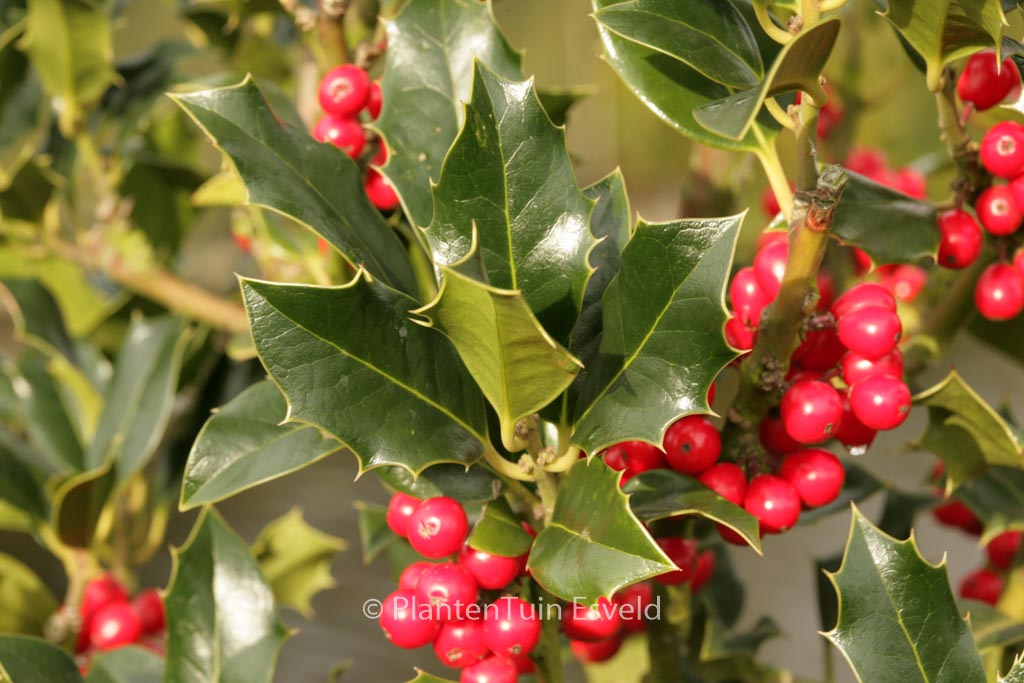 Ilex aquifolium ‚Berlicum Beauty‘