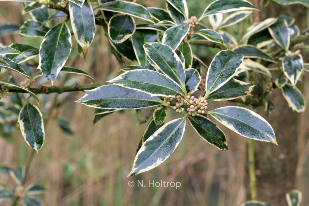 Ilex aquifolium ‚Bokrijk‘