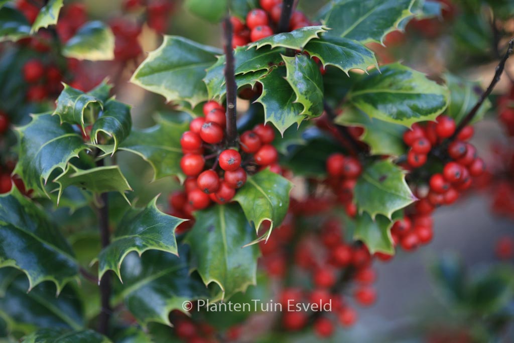 Ilex aquifolium ‚Cookii‘